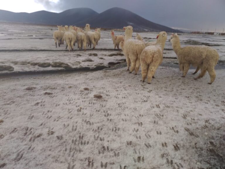 Zonas altas de la región Arequipa registraron lluvias y presencia de nevada