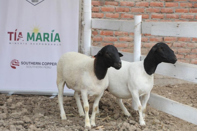 Arequipa: Productores de Punta de Bombón mejorarán calidad genética de ovinos