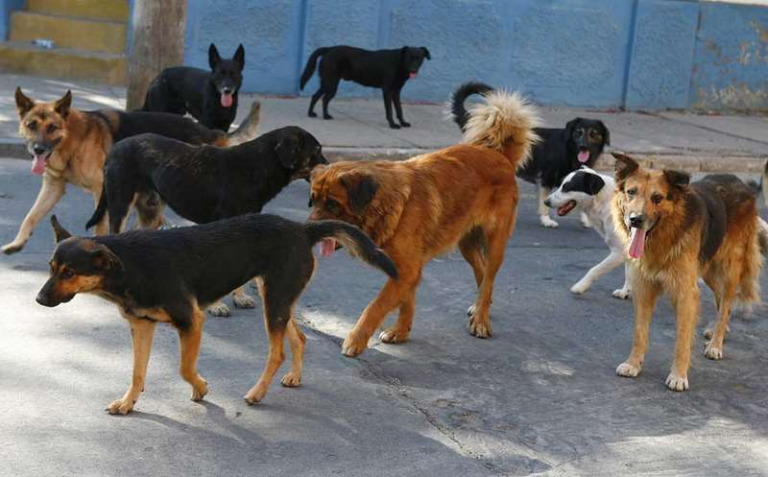 Alrededor de 8 mil canes deambulan en calles y torrenteras de Arequipa