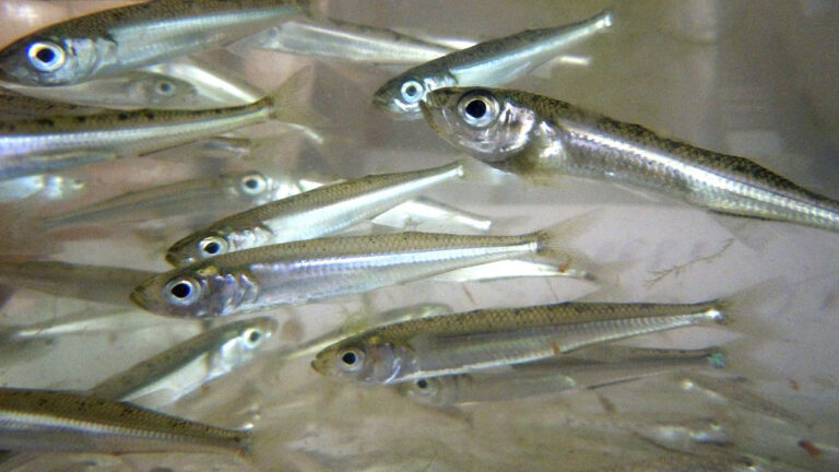 Produce autoriza la pesca exploratoria del recurso pejerrey a partir del 5 de octubre