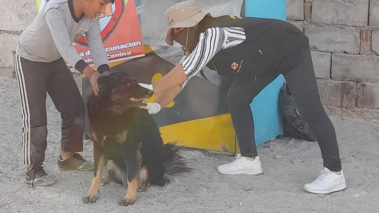 Arequipa: Vacunan a 1900 perros contra la rabia en Cerro Colorado