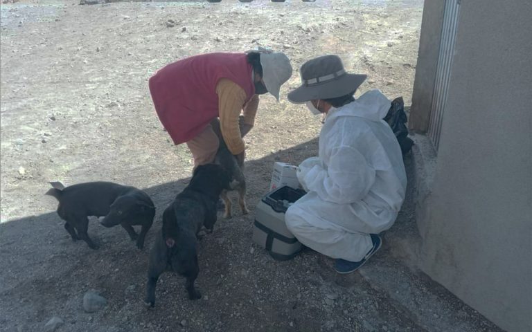 Arequipa: Realizarán campaña de vacunación canina en Majes-Pedregal para combatir casos de rabia