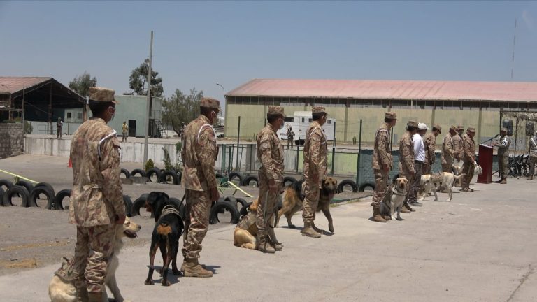 Arequipa: Grupo de canes se graduaron como perros de guerra del ejército