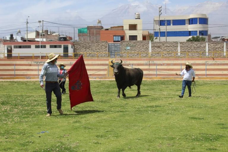 Arequipa: Organizan primeras peleas de toros durante la pandemia