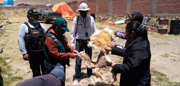 Arequipa: Hallan 14 cueros de fibra de vicuña producto de caza furtiva