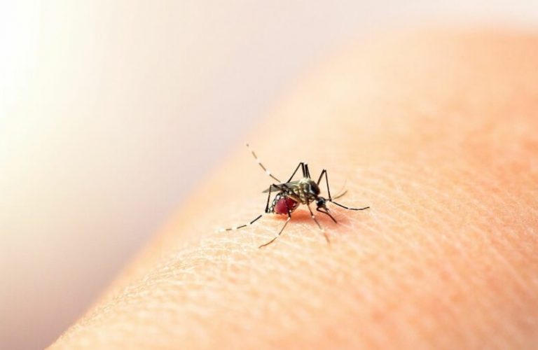 Reportan dos casos de dengue en Arequipa