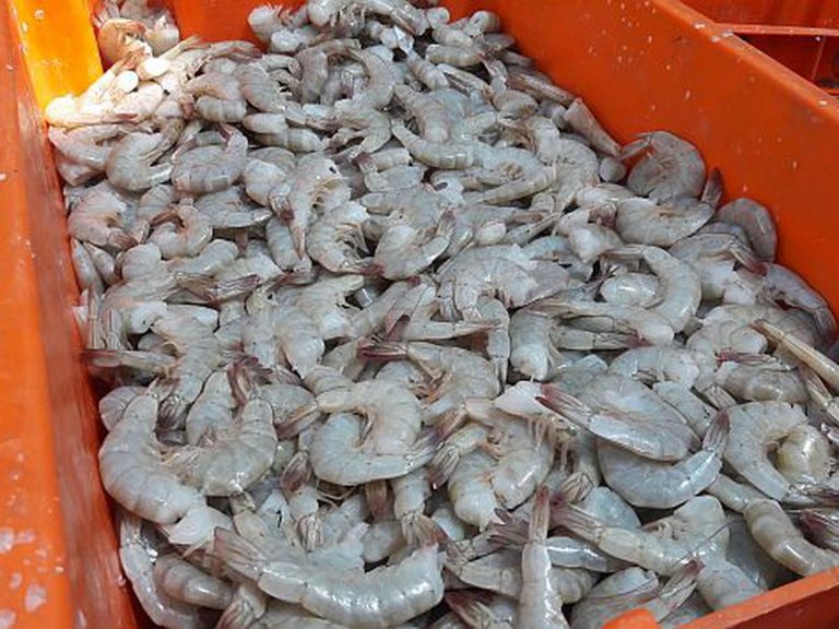 Arequipa: Veda de camarón será hasta fines de marzo
