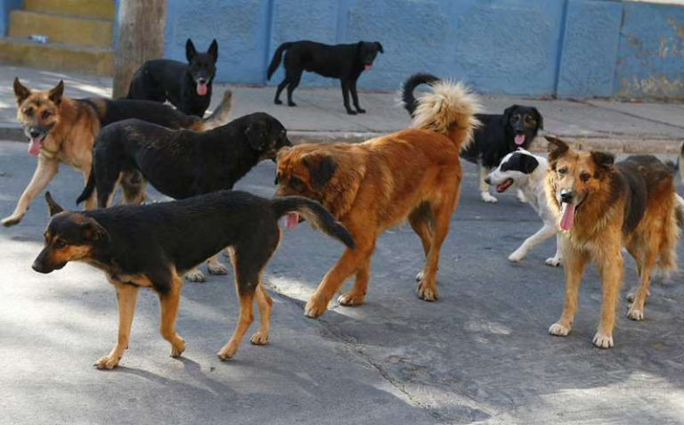 Diagnostican primer caso de rabia canina del 2021 en Arequipa