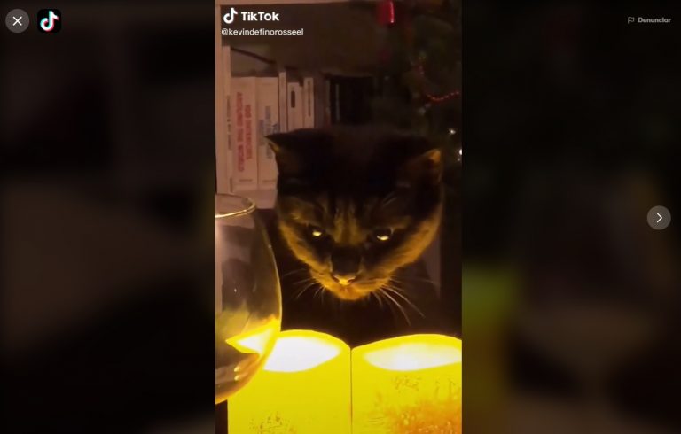 Gato se convierte en viral de TikTok durante celebraciones de Año Nuevo