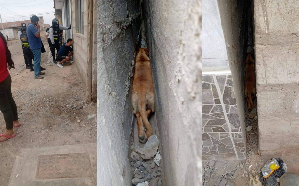 Mascota queda atrapada entre dos viviendas en Tacna