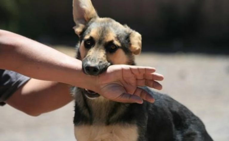 Arequipa: Casos de rabia canina continúan en ascenso