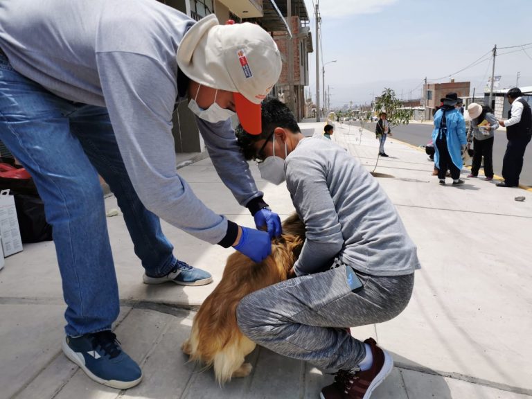 Más de 140 canes fueron inmunizados ante nuevo caso de rabia en Cerro Colorado