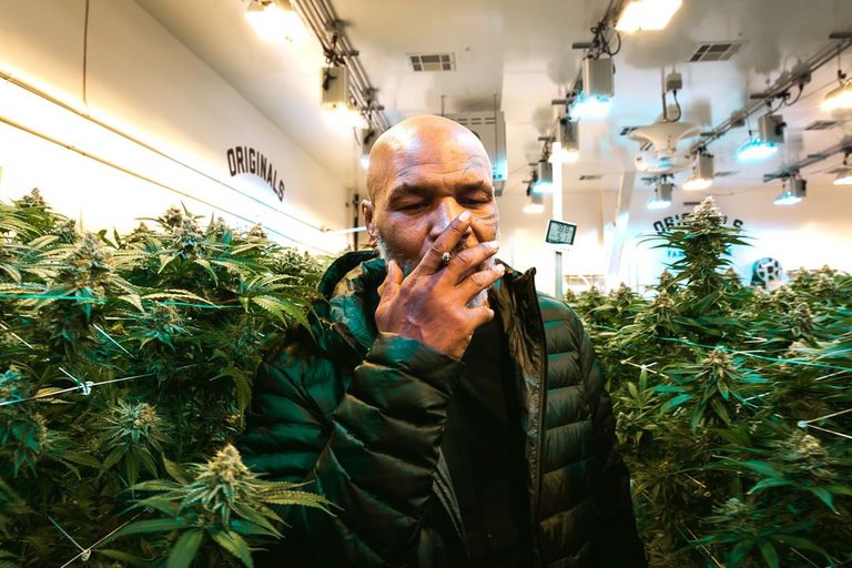 La impactante suma que gana Mike Tyson por mes gracias a la venta de marihuana