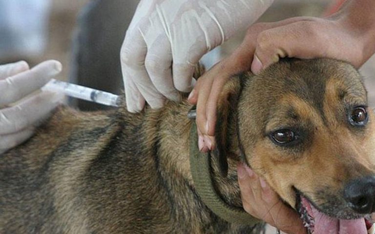 Arequipa: Solicitarán presupuesto para realizar campaña de vacunación canina