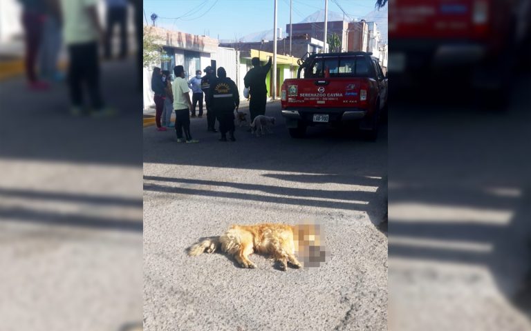 Arequipa: Hallan 4 perros envenenados en Cayma