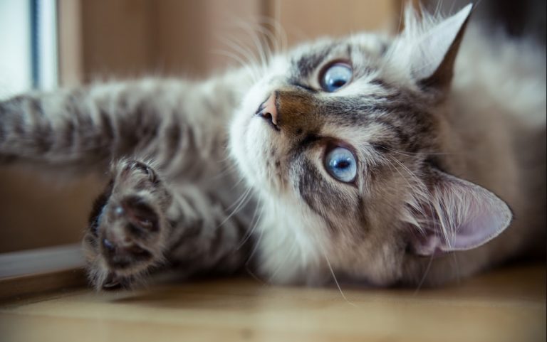Corea del Sur detecta un gato con coronavirus al iniciar un sistema pionero de pruebas a mascotas