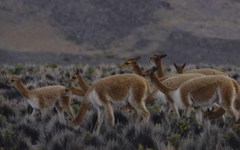 Arequipa: Denuncian caza furtiva de vicuña en Caylloma