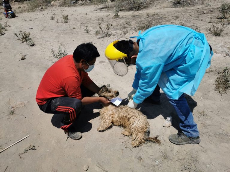 Arequipa: 4 984 canes fueron vacunados en contra de la rabia en Yura