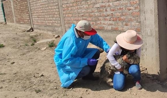 Arequipa: Vacunarán a más de 27 mil canes durante abril en Cerro Colorado