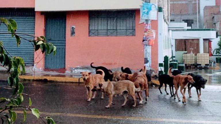 Emiten alertan epidemiológica por incremento de casos de rabia canina en la región Arequipa