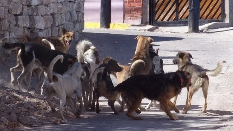 Cayma: Desde abril multarán a propietarios de canes que los tengan en la vía pública