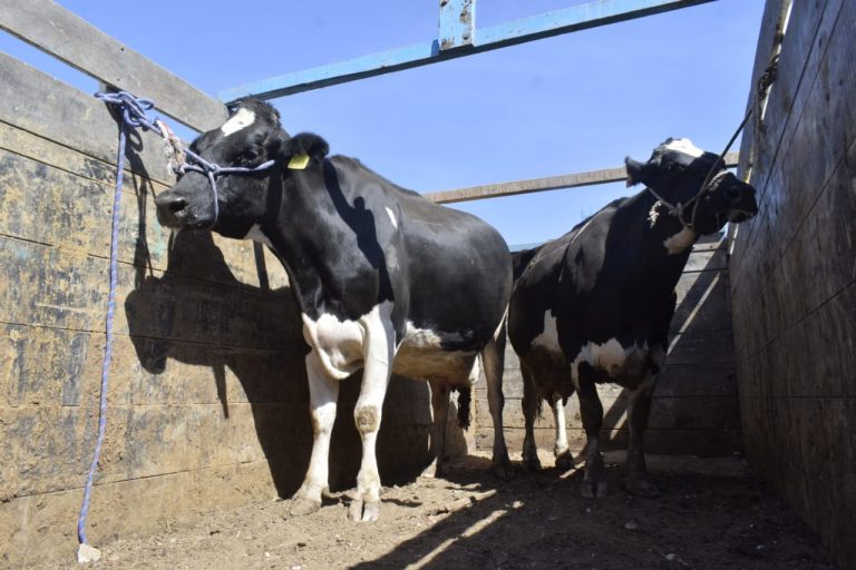 Ganaderos subastarán vacas para solventar sus gastos