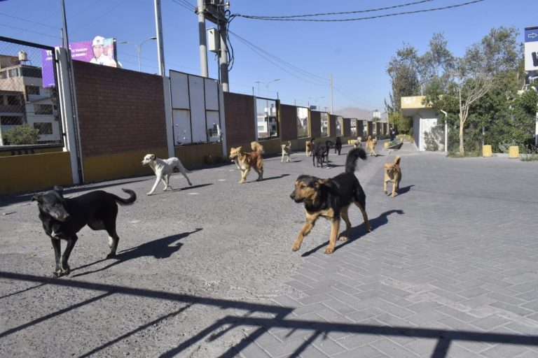 Reportan tres nuevos casos de rabia canina en Arequipa
