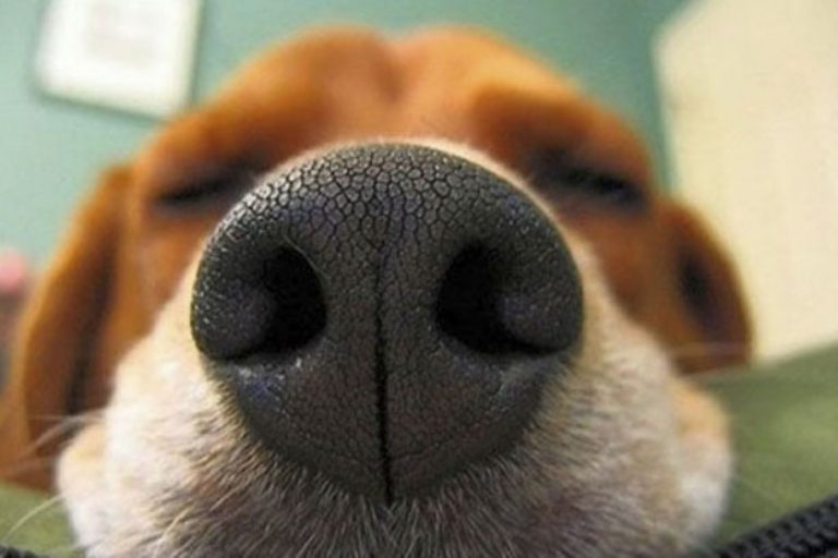 Olfato canino es muy fiable para detectar la COVID-19, según un estudio francés