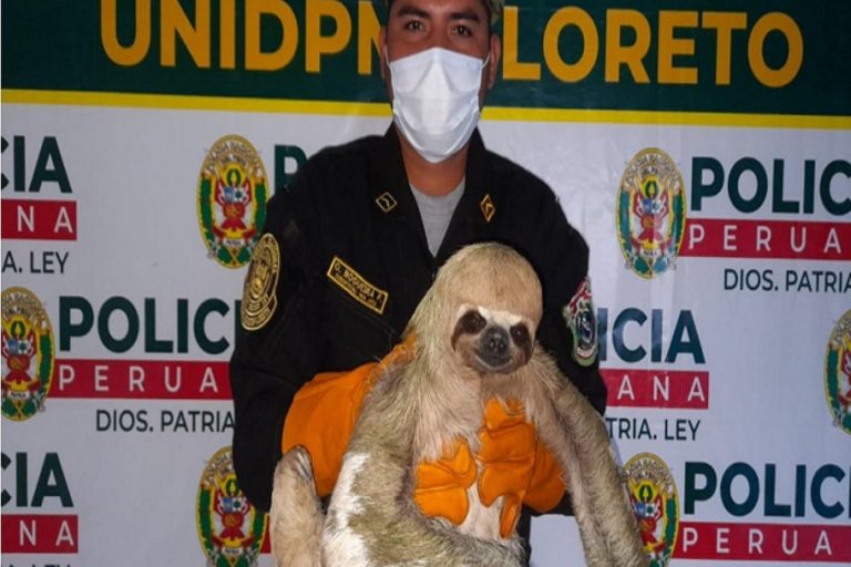 Loreto: Policía Ambiental rescata a oso perezoso atado a la pata de una mesa