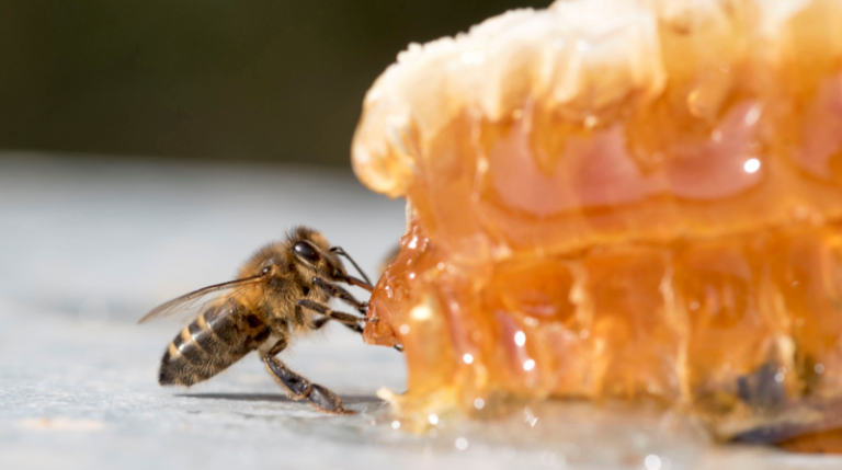 Declive de abejas amenaza biodiversidad y seguridad alimentaria