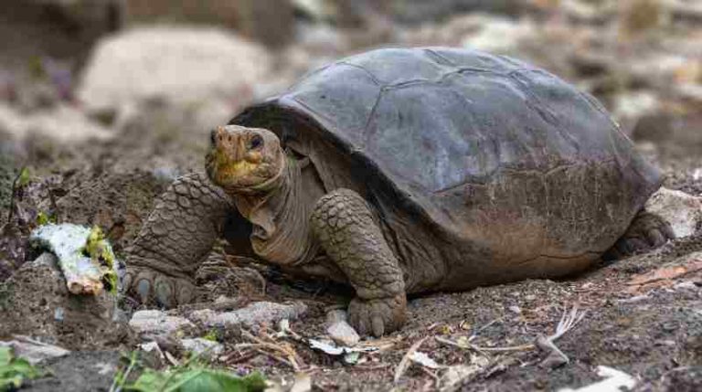 Tortuga considerada extinta hace cien años reapareció en las islas Galápagos
