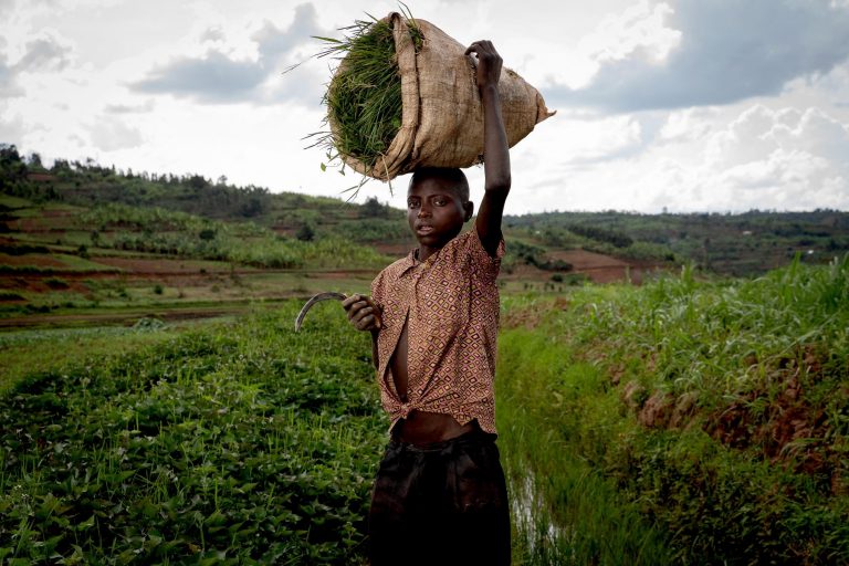 Por primera vez en dos décadas, el trabajo infantil aumenta en un 70 % en el sector agrícola