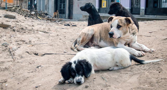 Protección animal: Aprueban proyecto de ley por unanimidad que propicia la esterilización de perros y gatos