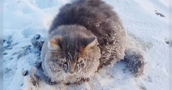 Rescatan a gato después de que sus patas quedaran congeladas por la nieve en Siberia