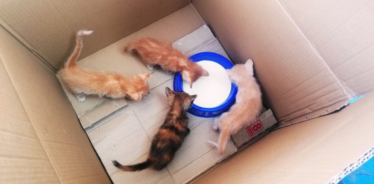 Personas de buen corazón adoptaron a gatitos abandonados en un contenedor de basura