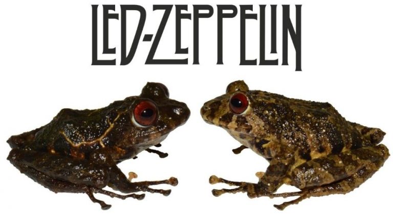 Descubren nueva especie de rana y la bautizan en honor a la banda británica Led Zeppelin