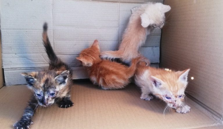 Abandonan a 6 gatos vivos en un contenedor de basura en Cayma