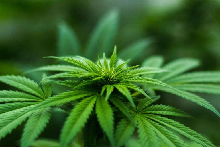 Aprueban norma para garantizar el cultivo personal para uso medicinal del cannabis