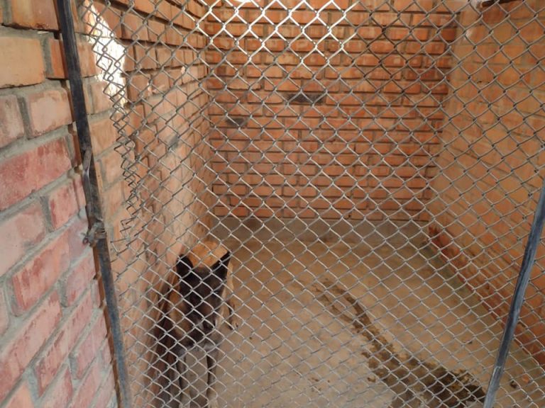 Fiscalía rescató a animales que sufrían de abandono y maltrato en un inmueble de Yanahuara