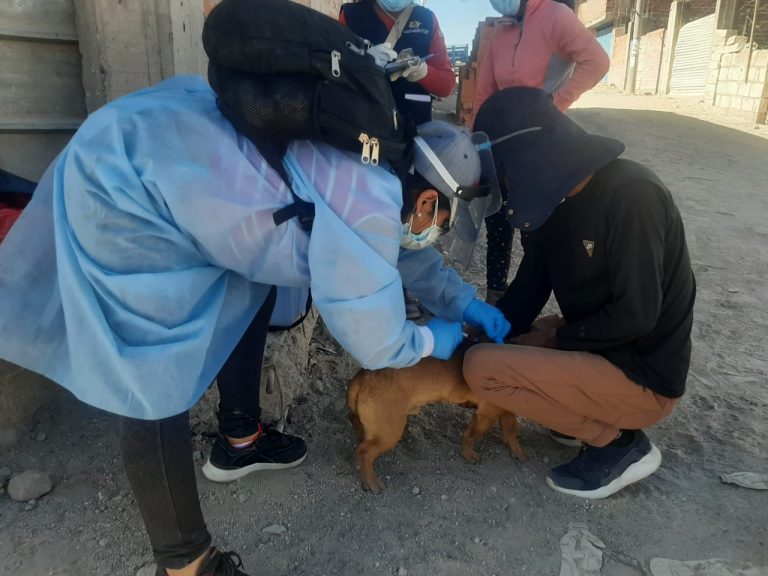 Zoonosis hace una llamado a las municipalidades a sancionar a quienes críen sus canes en la vía publica