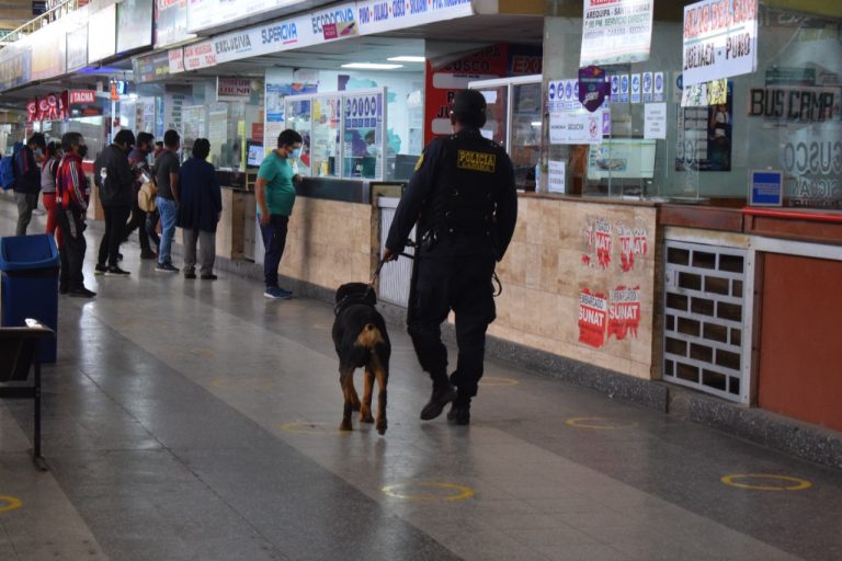 Policía Canina realiza arduas labores en terminales y brindará apoyo a otros canes