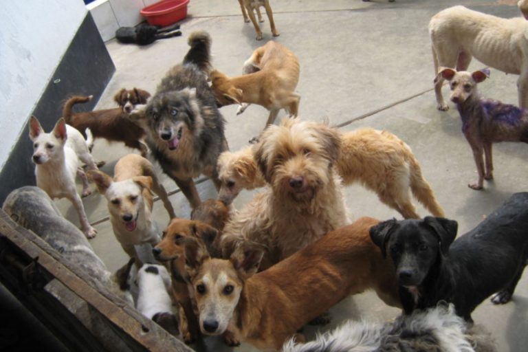 Detectan cuatro nuevos casos de rabia canina en la región