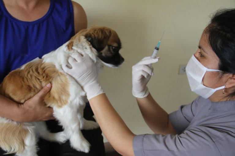 Más del 80 % de los perros de Cayma fueron vacunados contra la rabia