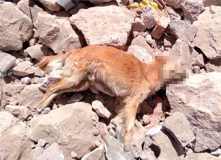 Buscan a dueños de can con rabia que fue arrojado en la torrentera de Cerro Colorado