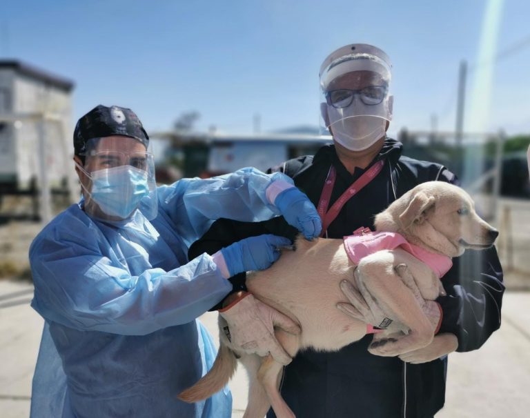 Vacunarán a los canes casa por casa en Cerro Colorado
