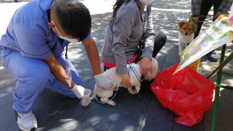 Hoy inicia barrido de vacunación para controlar rabia canina en Cerro Colorado