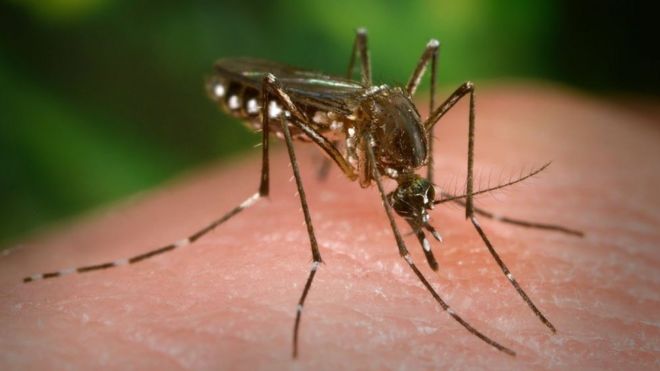 Detectan cuatro casos positivos de dengue en el centro poblado Cuesta Blanca