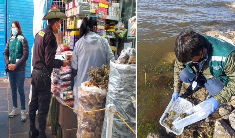Rescatan 141 ranas que iban a ser vendidas en los mercados de Cusco