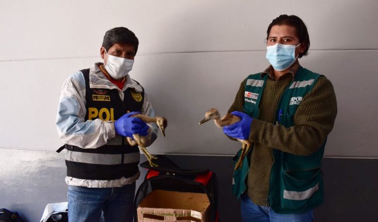 Serfor y Aduanas rescataron a dos polluelos de ñandú que iban a ser trasladados a Arequipa