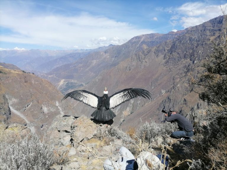 Sinchi, cóndor andino rescatado, sobrevuela sin problemas el cañón del Colca